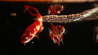 Betta Fish | Moments of Love