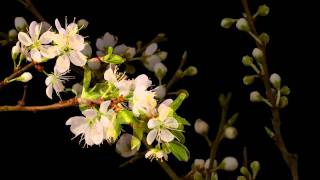 White Blossoms flowering time lapse