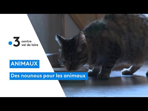 Vidéo: Des Restes De Vacances Pour Vos Animaux De Compagnie ?