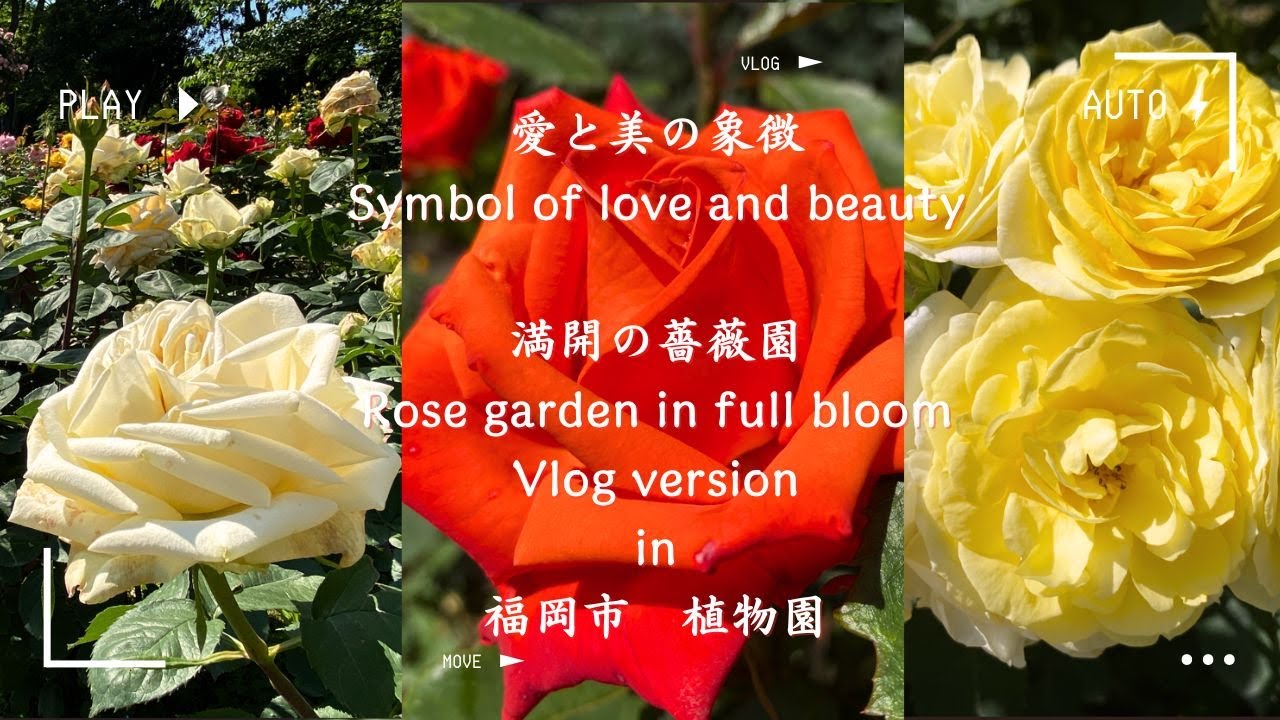 愛と美の象徴 Symbol of love and beauty 満開の薔薇園 Rose garden in full bloom - YouTube