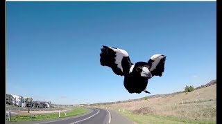 Magpies Attacking During Swooping Season  Behind the News