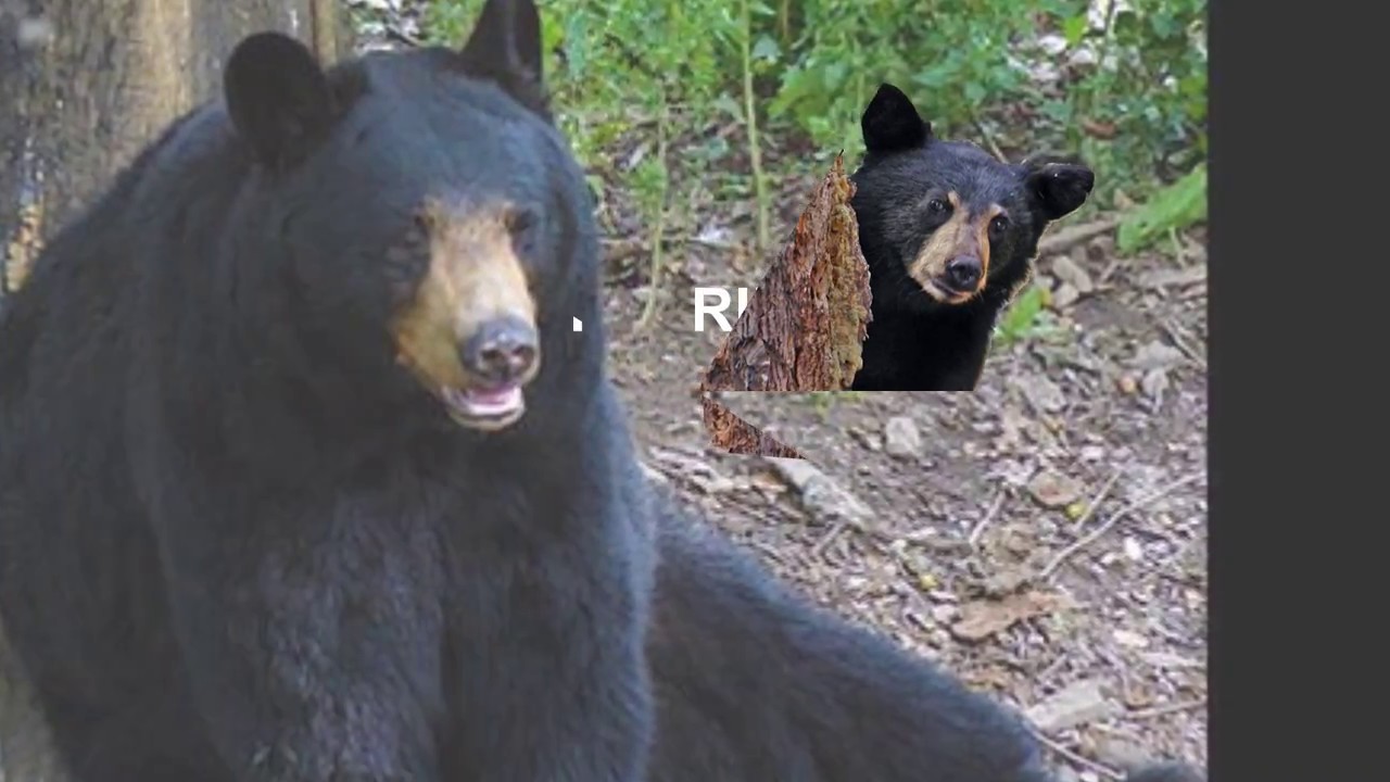 The Florida Black Bear