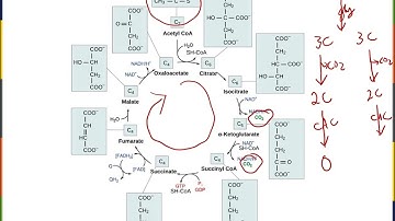 Biology2E Ch7 MChen Lecture Video Part2