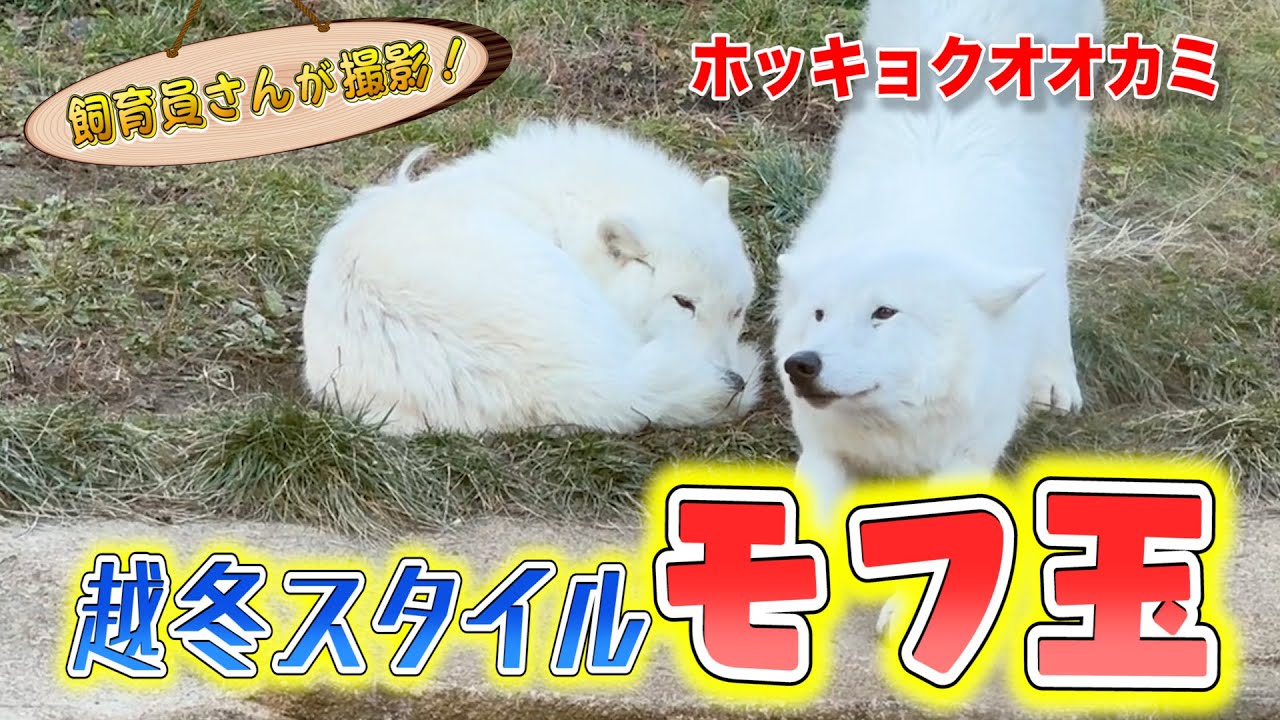 ホッキョクオオカミの寒さ対策がモフモフの球体になっててカワイイ