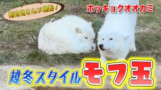 ホッキョクオオカミの寒さ対策がモフモフの球体になっててカワイイ