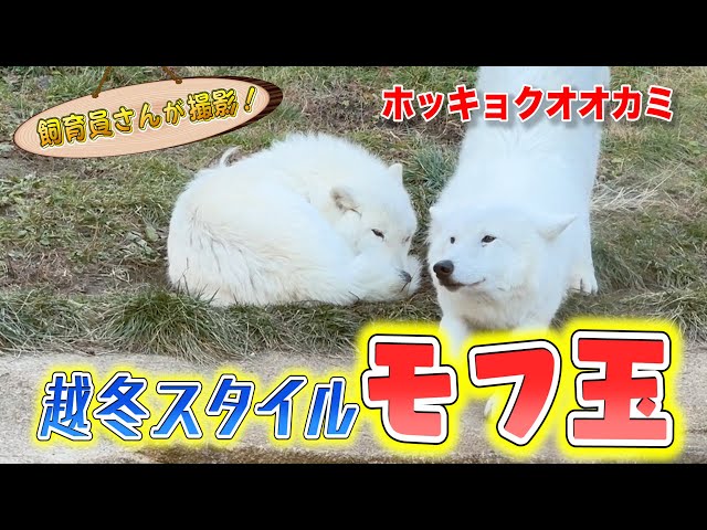 ホッキョクオオカミの寒さ対策がモフモフの球体になっててカワイイ