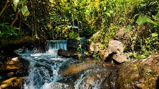 Where Silence Flows Through Stone,Hidden  River#RiverSounds#NatureAmbience#Rainforest#TropicalRiver