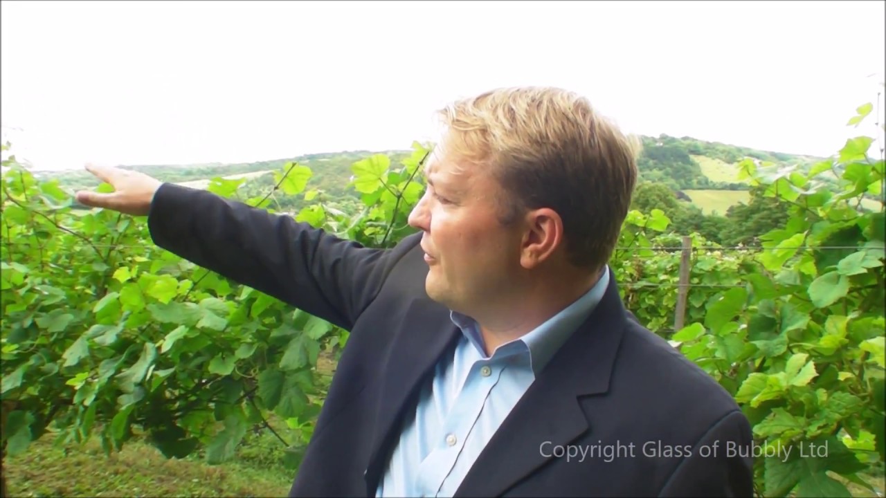 A visit to Denbies English Sparkling Wine