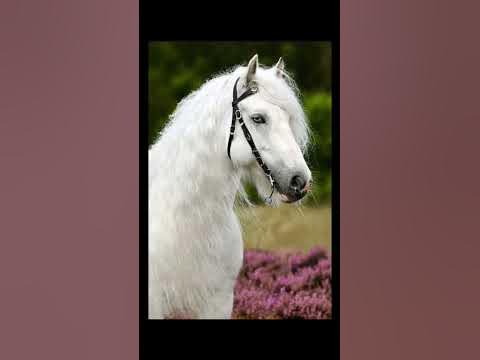 белые лошади #белыелошади #лошади #эстетика #horse #edit - YouTube