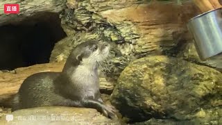 各位觀眾！#遠雄海洋公園直播online！「最萌小霸主_水獺餵食 ... 