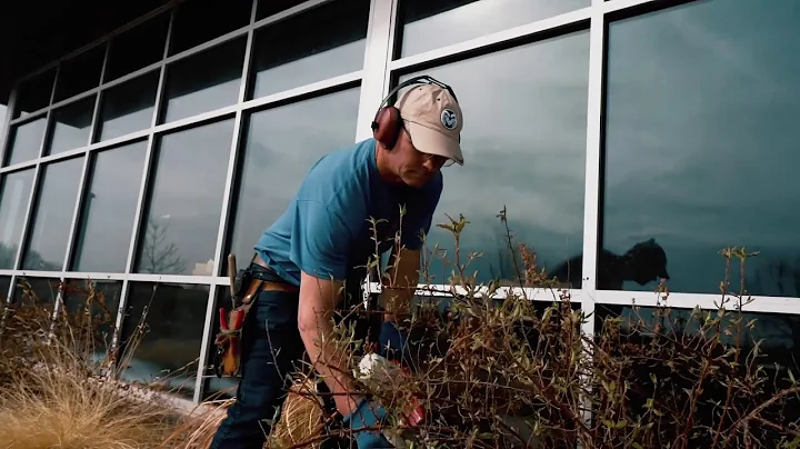 Trimming Fernbush (Chameabatiaria millefolium) by ...