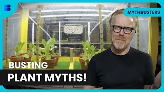 Amazing Plant Growth Experiment - Mythbusters - Science Doentary