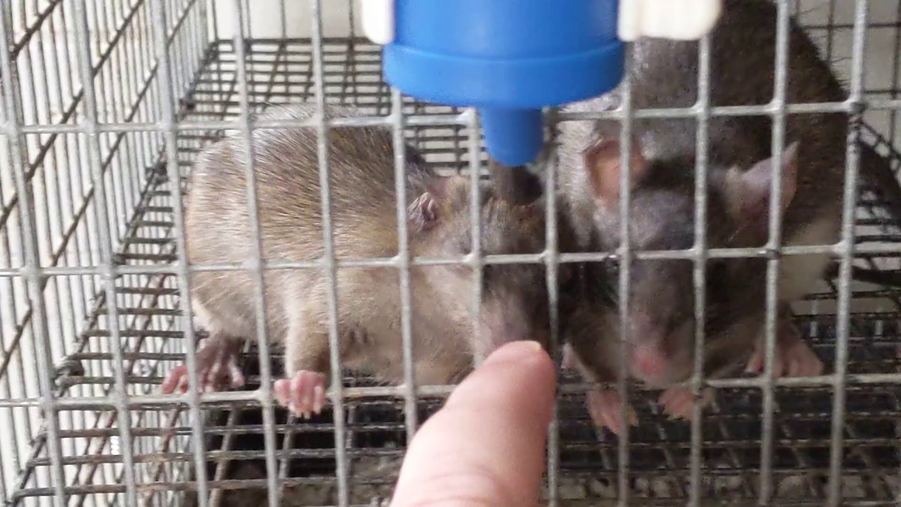 free full screen roof rats game free full screen roof rats game
