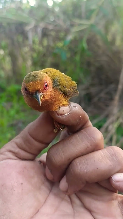burung pelatuk terkecil di dunia tukik tikus/caladi mini #burcil #burung #feedshorts