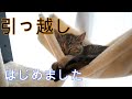 生後3ヶ月の保護した子猫にキャットタワーをプレゼント