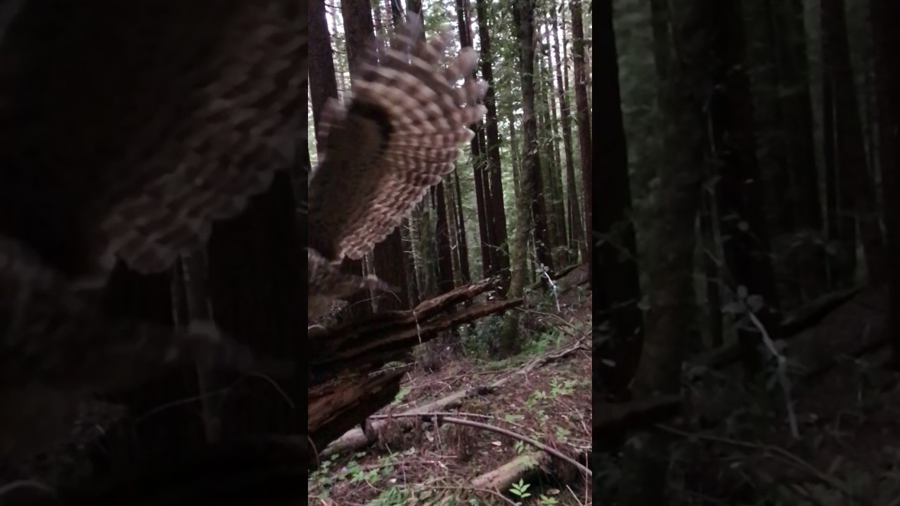 Female Spotted Owl 