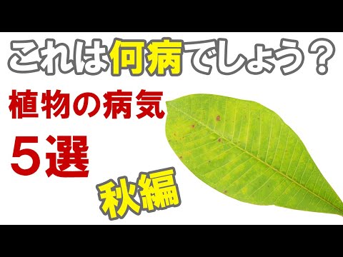 秋にかかりやすい植物の病気5選！