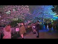 Night Tokyo Sakura at Meguro River・4K HDR