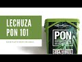 How To Grow Houseplants In Lechuza Pon | Easy Plant Care Tricks | Inorganic Substrate | Pumice Stone