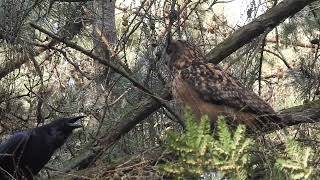 Uhu wird von Kolkraben angegriffen  Eagle owl attacked by Raven