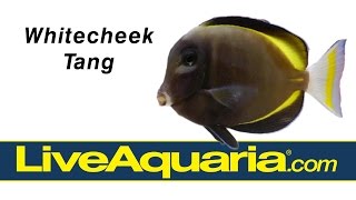 Whitecheek Tang (Acanthurus nigricans) | LiveAquaria.com by Drs. Foster and Smith Pet Supplies 2,657 views 8 years ago 16 seconds