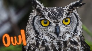 Wise Owls: Nature's Nighttime Guardians