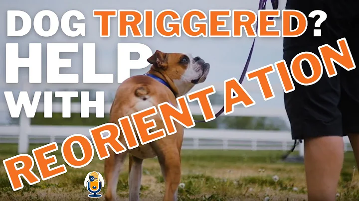 Dog Training Tip Reorienting at Triggers and Doors: Fence Fighting, Reactivity, Barrier Frustration