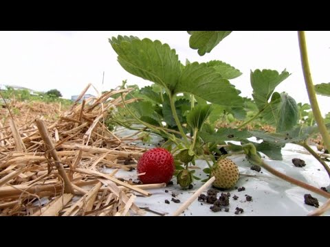 Video: Sodo braškės: pavasarinė priežiūra, auginimas ir veislių aprašymas