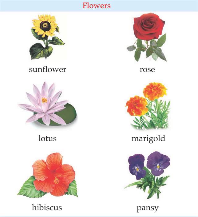 Цветы на букву р с картинками