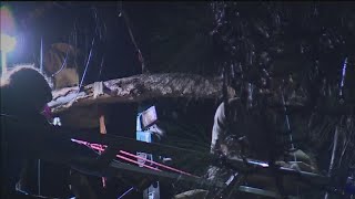 Nevada City Protesters Hanging Out In Trees So PG&E Won’t Cut Them Down