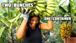 Download Lagu She Harvested TWO BUNCHES OF BANANAS From ONE CONTAINER! Never Seen Before!  MP3