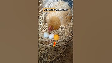 How Farmers Trick Chickens with 