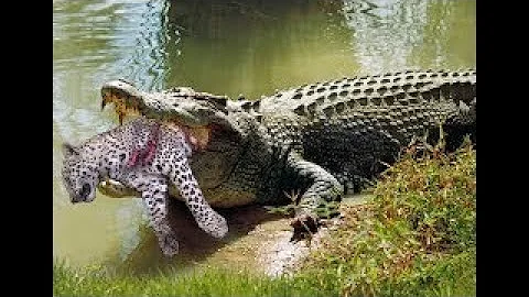 Crocodile attacks cheetah || Crocodile attacks unsuspecting cheetah cub.