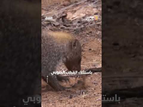 خنافس القاذفات: آليات دفاعية فريدة وقدرات كيميائية