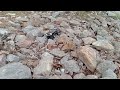 Trx4m F150 quick crawling