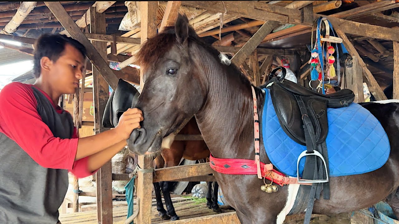 MELIHAT PEMASANGAN KUDA SEBELUM KE PANGKALAN  TANAH KUSIR - KUDA DELMAN - KUDA - NAIK DELMAN