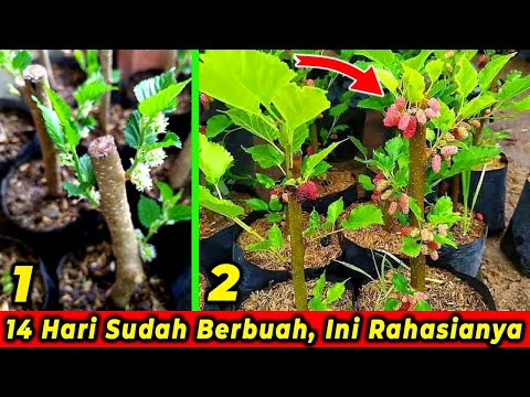 Video: Perawatan Mulberry Putih - Pelajari Cara Menumbuhkan Pohon Mulberry Putih