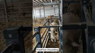 Free Flow Sheep Counting #livestockmanagement #farming #sheep  #counting #rfid #digitalidentity