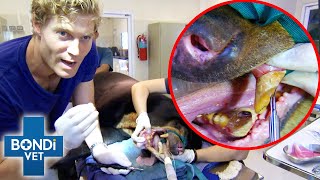 Vet Pulls Teeth Out Of Bear's Mouth | Bondi Vet