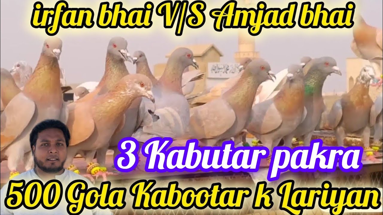 3 kabuter pakre | irfan ustad pakwan wale V/S Amjad bhai | 500 Gola Kabootar k Lariyan 2025 | day 3