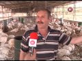 تقرير ايهاب الضميري نفوق الاف الدواجن بسبب موجة الحر وخسائر مادية فادحة للمزارعين 4 8 2015 
