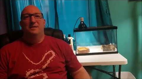 New ball python unboxing