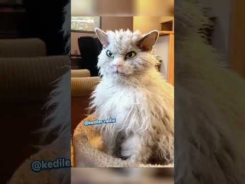 Esneyen Sevimli Kedi