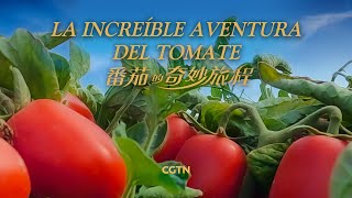 La increíble aventura del tomate | Documental