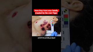 Why Roy Horn Was Mauled on Stage by His Own Tiger