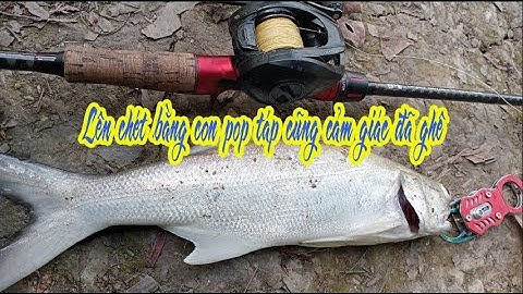 Cá chét táp con pop cũng tê tê