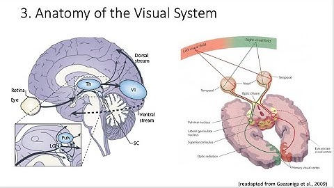 4.3. Anatomy of the Visual System, Fundamentals of Cognitive Neuroscience Course, Session 4, P 3