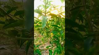 Download Lagu original oudio anas.alraqadi😱#viralvideo #shortsvideo #viral 👌🏻💥💥 MP3