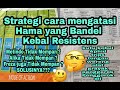 Strategi cara mengatasi hama yang bandel kebal resisten