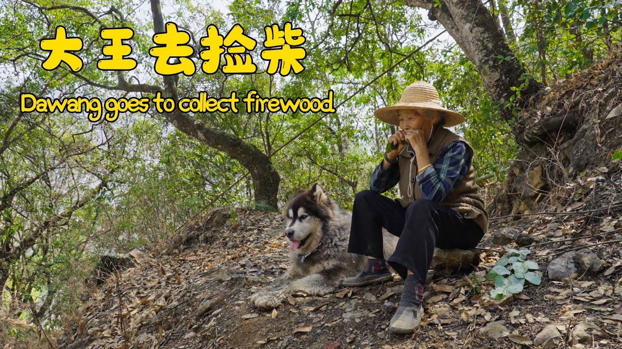 大王陪家人上山捡柴，偶遇小松鼠！